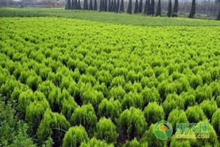 苗木移植，讲究时机和方法