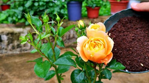 月季花的季节变化与修剪施肥大揭秘