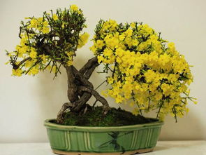 迎春花的魅力时光