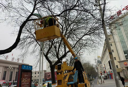 城市行道树的美丽变身：如何科学修剪