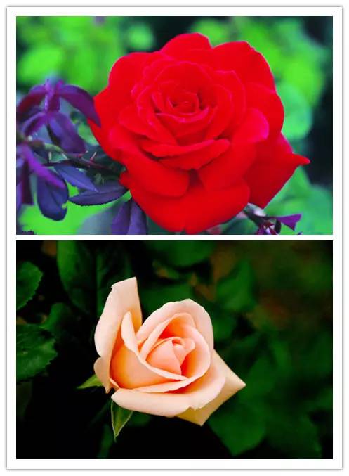 月季花的栽培与传承：从古代到现代