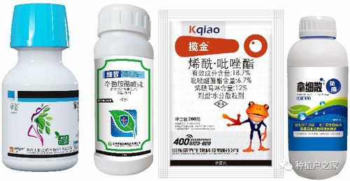 五、 黑皮冬瓜苗的除草问题