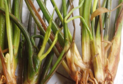 植物叶子颜色变化，那是啥子信号啊？