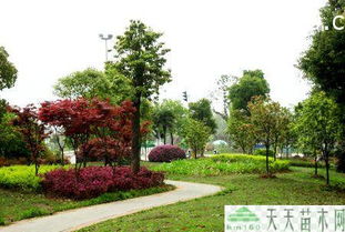 绿化工程中的宝贝：常见的绿化苗木品种大盘点