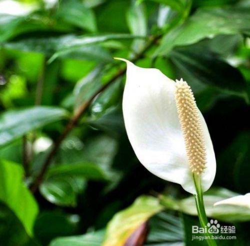 白掌在什么季节和具体时间换盆最合适
