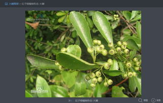 葱兰， 它的故事