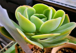 养多肉的技巧分享