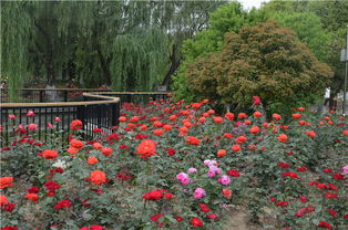 月季花，淮安的美丽传说