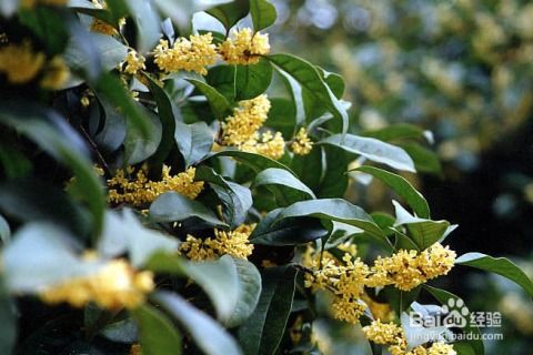 桂花树，金秋时节的香满园