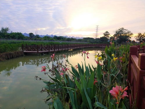 荷花池的清道夫——狗牙根
