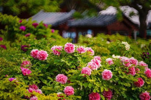 郑州九月赏花攻略：别白跑路，这地方蕞适合去！