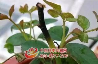 方法一：搭架支撑