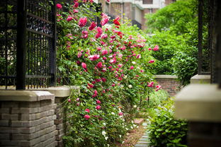 压条繁殖， 蔷薇花的新生力量