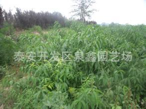 怎么赶走这些害虫？