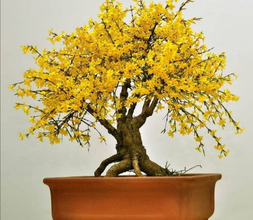 迎春花的耐寒性，揭秘！