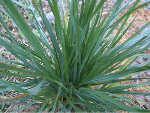 草坪种子选哪种？