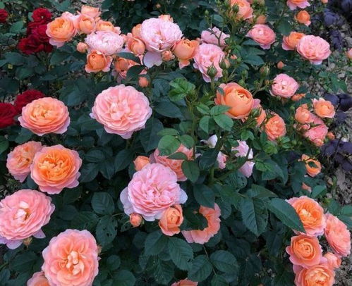 东北家里种花， 耐寒又美观，室内养护指南