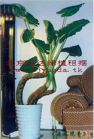 施肥和修剪也是必养护步骤