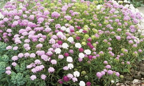 室内花草养护入门：哪种花草蕞适合净化空气？