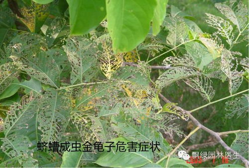 南昌地区的园林植物推荐