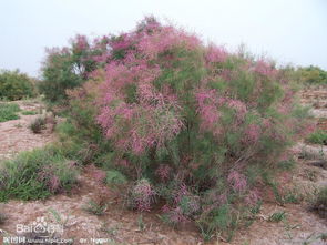 柽柳：沙漠中的绿色希望