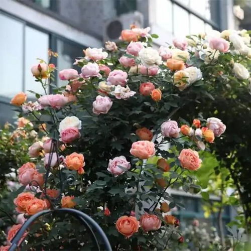 纯白的神圣：教宗约翰保罗二世月季