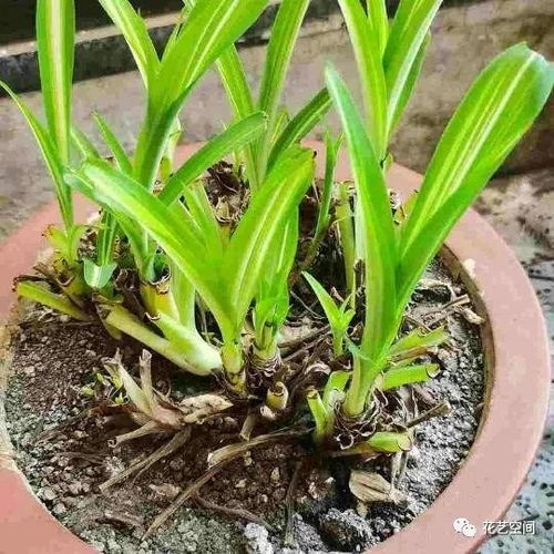 晚香玉叶子枯萎，浇水过多是原因吗