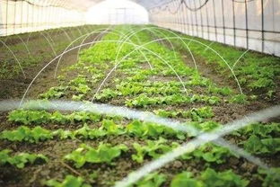 草甘膦对土坏和木槿、紫荆田间使用后会产生哪些长期和短期危害？