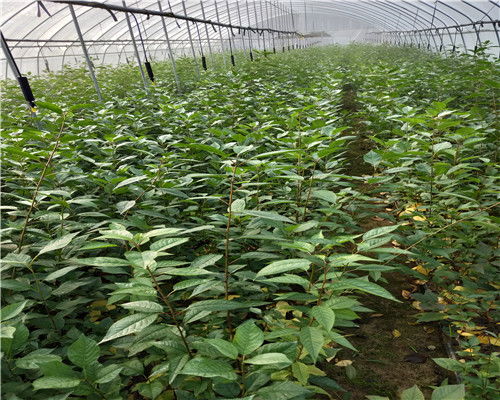 寻找便宜小榆树苗的秘诀