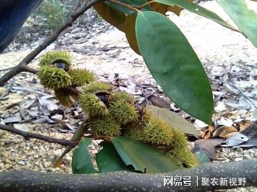 七叶树果实能吃吗？长得像板栗