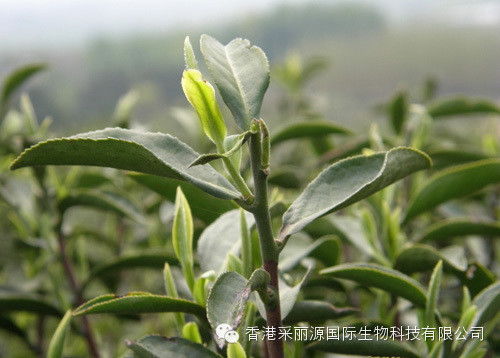 茶树修剪技巧，多种方法大揭秘！