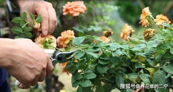 月季腋芽多，如何巧妙拆分一芽为双