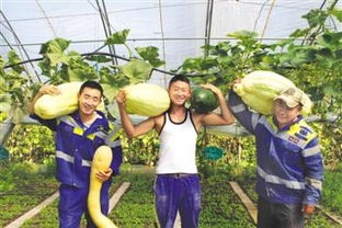 石榴树种植时应该选择哪种土壤类型才能保证其健康生长