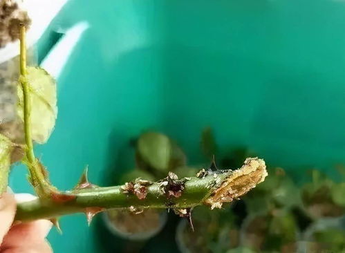 春植苗木的“假活”之谜