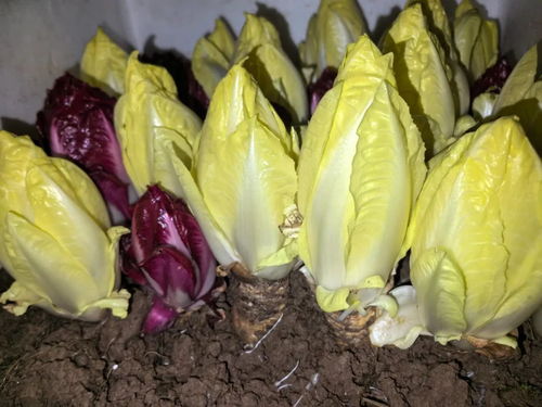 黄金玉兰菜种植方法有哪些？需要特别注意哪些环节