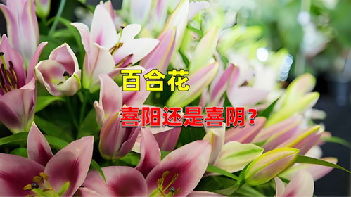 菊花喜阴还是喜阳？如何根据光照条件正确浇水