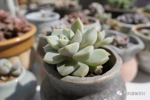 多肉小苗怎么长得最好？光照和浇水是关键吗