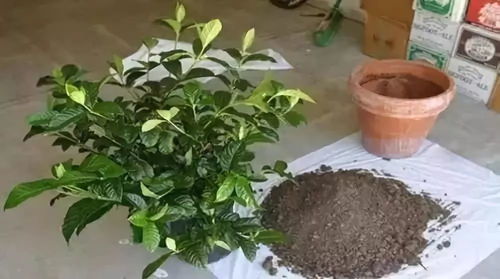 干树叶的发酵之旅