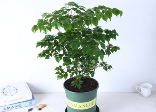 幸福树在什么季节最适合换盆？