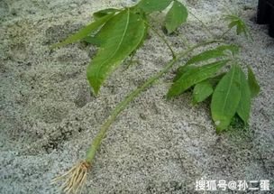 土壤搭配小贴士