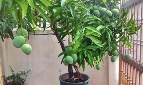 芒果种子盆栽种植，在家也能吃芒果