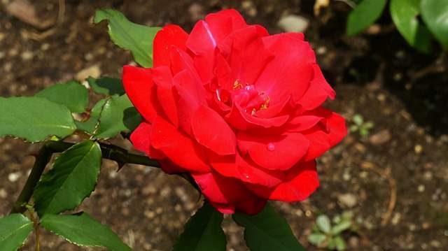 通风：月季的呼吸好伙伴