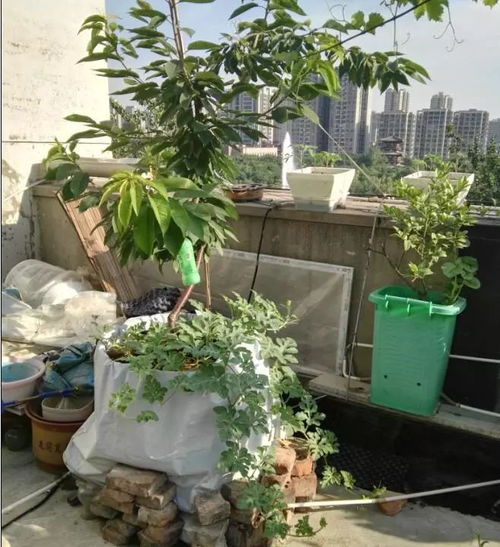 里昂之星月季的花期小探秘