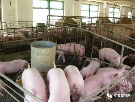 颗粒饲料养猪配方大全中，如何根据猪的生长阶段调整饲料配方？