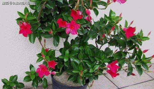 双喜藤的盆栽养护小贴士