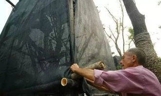 夏季树木移栽， 遮阴网的使用攻略