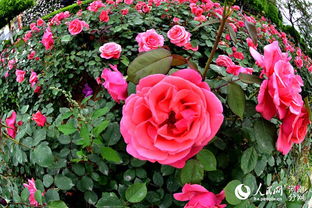 夏日月季， 修剪整形是关键