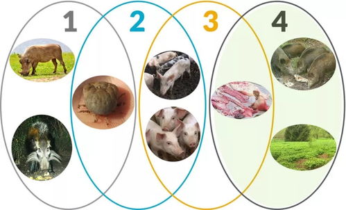 春季猪场如何防控非洲猪瘟？关键措施有哪些