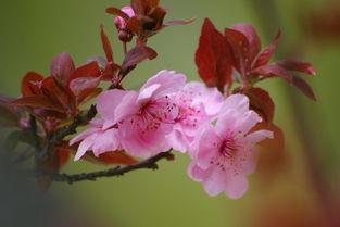 美人梅，一种观赏性花卉