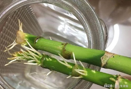 如何让竹子快速生根？实用技巧助力畜牧养殖！